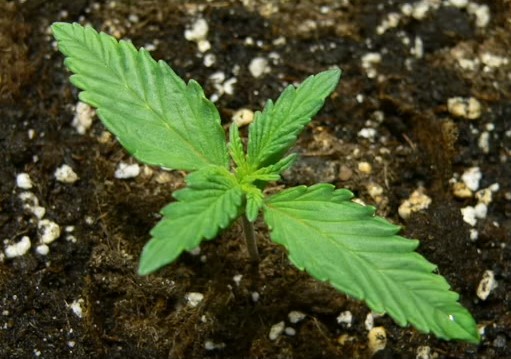 Planta de marihuana con 10 dias de crecimiento